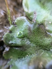Marchantia polymorpha