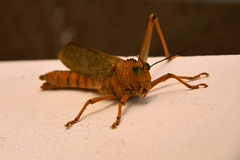 Tropidacris cristata