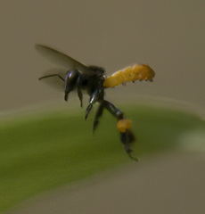 Trigona fulviventris
