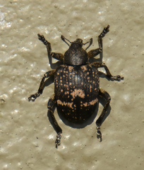 Hyperinae