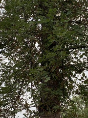 Fraxinus latifolia