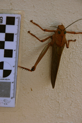 Tropidacris cristata