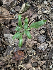 Sceptridium biternatum