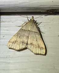 Phalaenophana pyramusalis