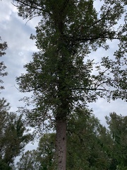 Fraxinus latifolia
