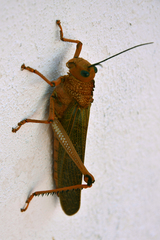Tropidacris cristata