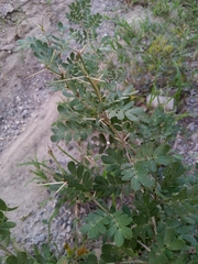 Vachellia rigidula