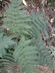Leptopteris hymenophylloides