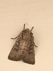 Dasygaster padockina