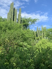 Pachycereus pecten-aboriginum