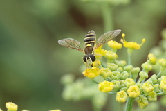 Sphaerophoria sulphuripes