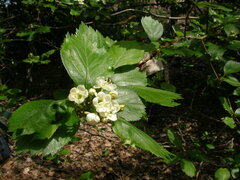 Crataegus