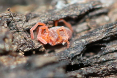 Johnstonianidae