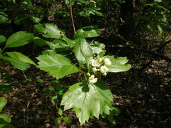 Crataegus