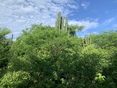 Pachycereus pecten-aboriginum