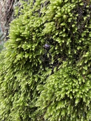 Cyathophorum bulbosum