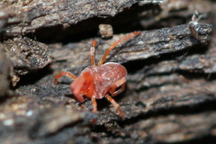 Johnstonianidae
