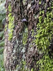 Cyathophorum bulbosum