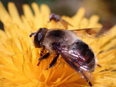 Eristalis anthophorina