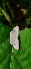 Scopula pulchellata agg
