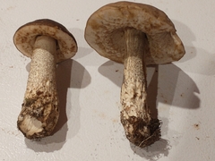 Leccinum scabrum