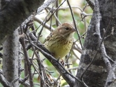 Emberiza aureola