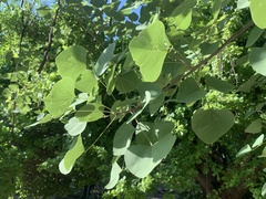 Erythrina flabelliformis