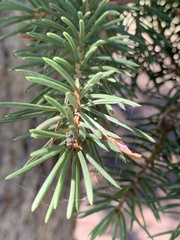 Picea engelmannii