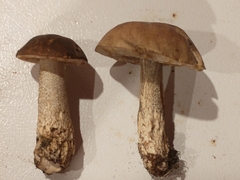 Leccinum scabrum
