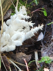 Hericium
