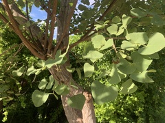 Erythrina flabelliformis