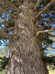 Picea engelmannii