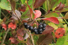 Aronia mitschurinii
