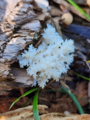 Hericium