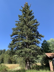 Picea engelmannii