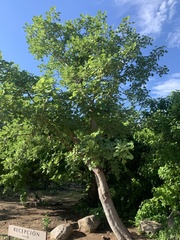 Erythrina flabelliformis