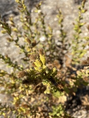 Hazardia squarrosa