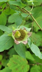 Codonopsis lanceolata