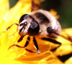 Eristalis anthophorina