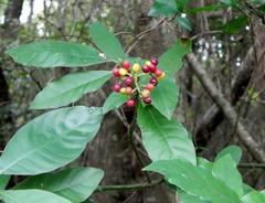 Psychotria carthagenensis