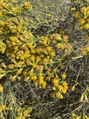 Lepidospartum squamatum