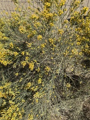 Lepidospartum squamatum