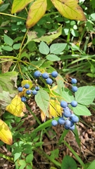 Caulophyllum robustum