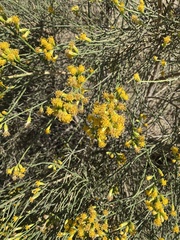 Lepidospartum squamatum