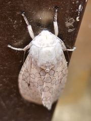 Cossoidea