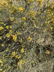 Lepidospartum squamatum