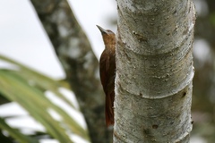 Dendrexetastes rufigula