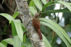 Dendrexetastes rufigula