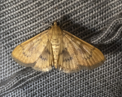 Psara dryalis