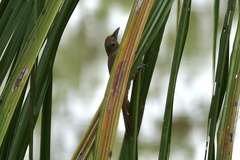 Dendrexetastes rufigula